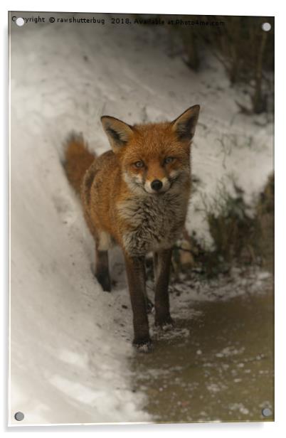 Wild Red Fox In The Winter Acrylic by rawshutterbug 