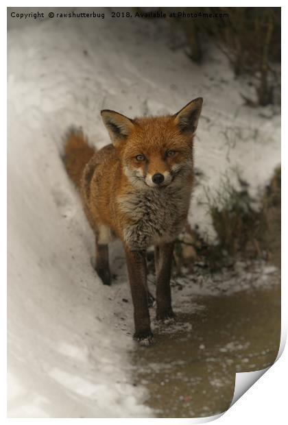 Wild Red Fox In The Winter Print by rawshutterbug 