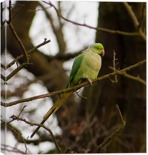 Ring Necked Parakeet Canvas Print by Dawn O'Connor