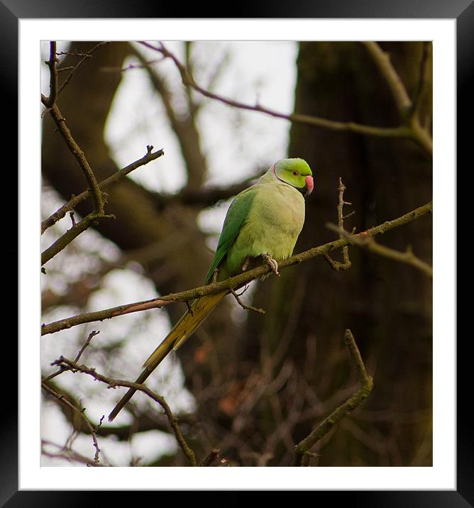 Ring Necked Parakeet Framed Mounted Print by Dawn O'Connor