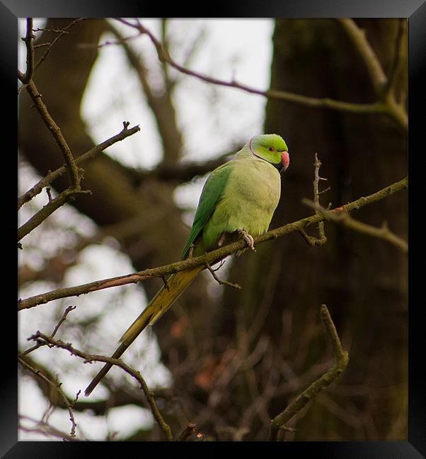 Ring Necked Parakeet Framed Print by Dawn O'Connor