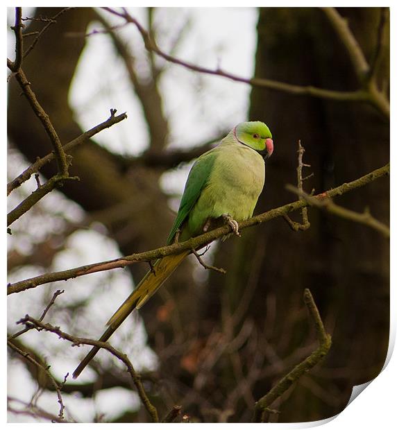Ring Necked Parakeet Print by Dawn O'Connor