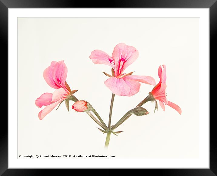 Ivy Leaved Pelargonium Framed Mounted Print by Robert Murray