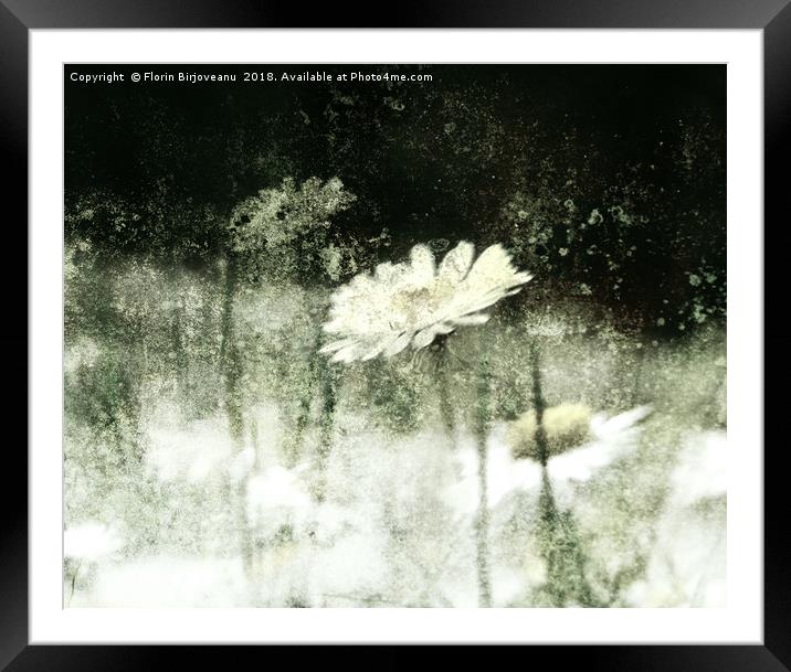 Daisy Love Black And White Framed Mounted Print by Florin Birjoveanu
