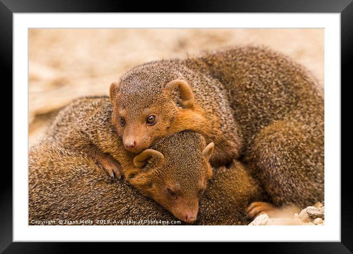 Common dwarf mongoose trio Framed Mounted Print by Jason Wells