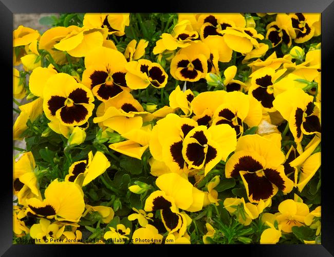 Yellow Pansy plants with a blotch in a garden cent Framed Print by Peter Jordan