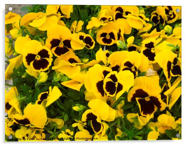 Yellow Pansy plants with a blotch in a garden cent Acrylic by Peter Jordan