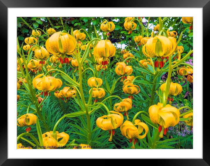 Newly flowering Tiger Lily Flowers in a North York Framed Mounted Print by Peter Jordan