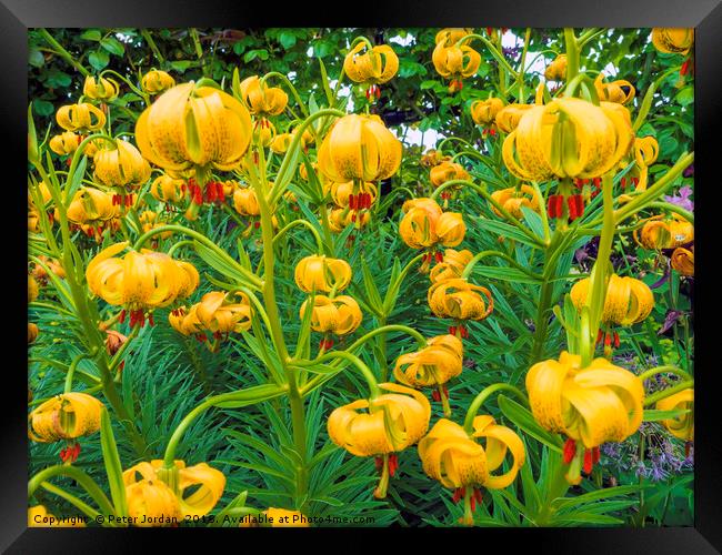 Newly flowering Tiger Lily Flowers in a North York Framed Print by Peter Jordan