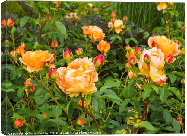 Shrub Rose  LADY OF SHALLOT garden flower Canvas Print by Peter Jordan