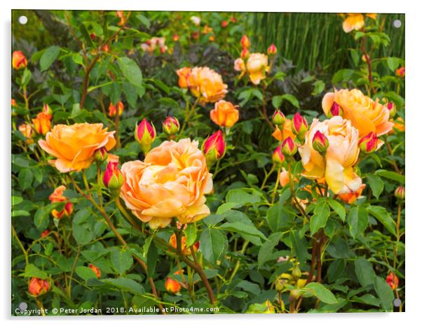 Shrub Rose  LADY OF SHALLOT garden flower Acrylic by Peter Jordan