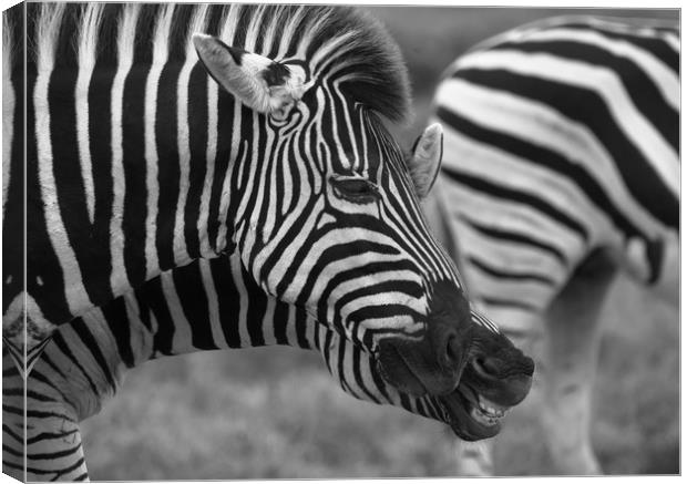 Zebras communicating with each other in the wild  Canvas Print by Childa Santrucek