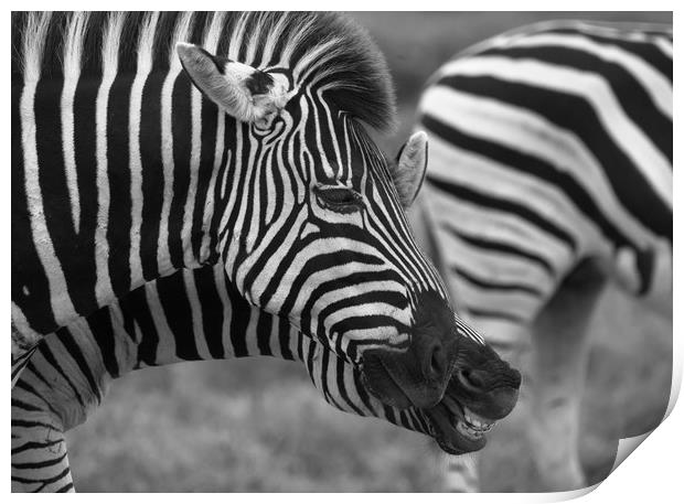 Zebras communicating with each other in the wild  Print by Childa Santrucek
