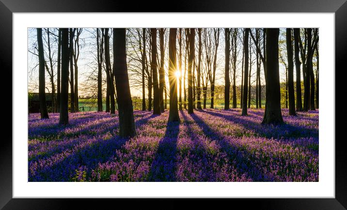 Bluebell Woods Framed Mounted Print by Stewart Mckeown