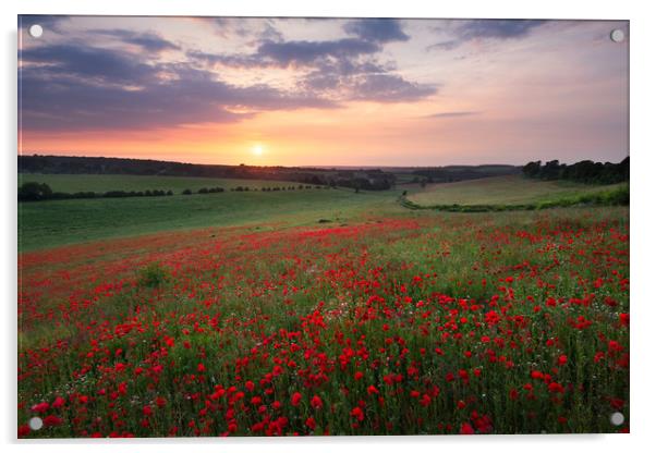 Poppy sunset Acrylic by Stewart Mckeown