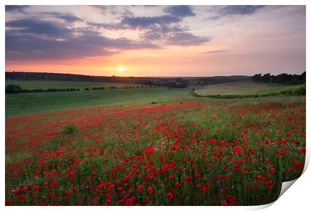 Poppy sunset Print by Stewart Mckeown