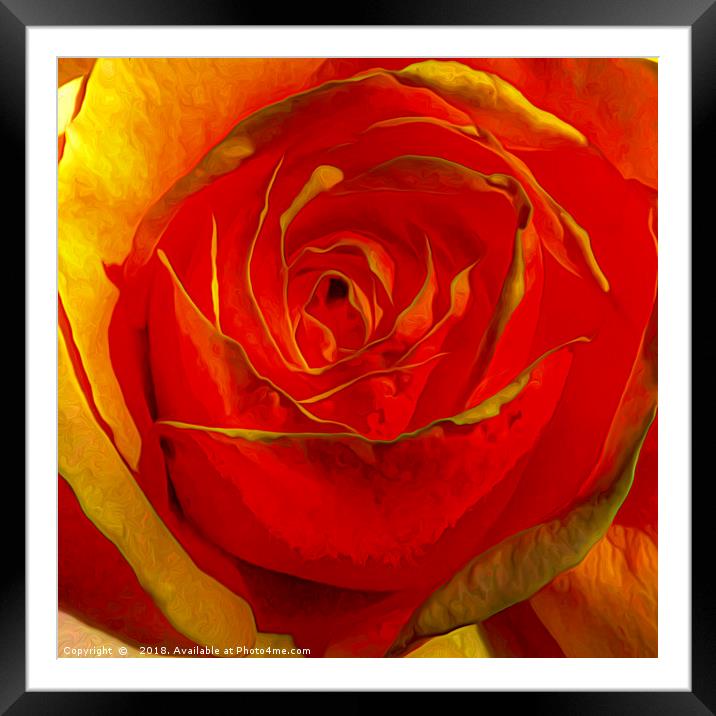 Bursting Radiance of Amber Rose Framed Mounted Print by Catchavista 