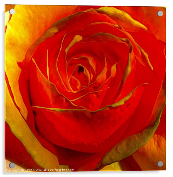 Bursting Radiance of Amber Rose Acrylic by Catchavista 