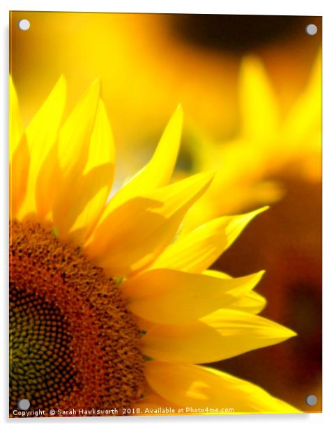 Sun Flower Acrylic by Sarah Hawksworth