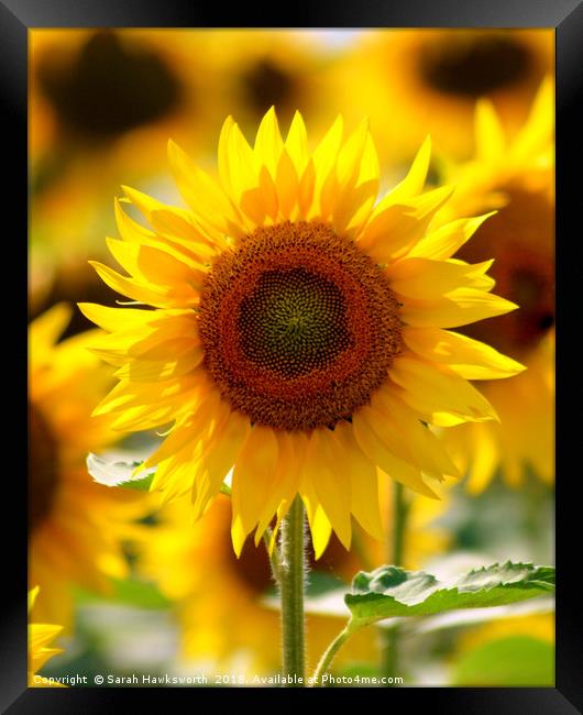 Sunflower Framed Print by Sarah Hawksworth