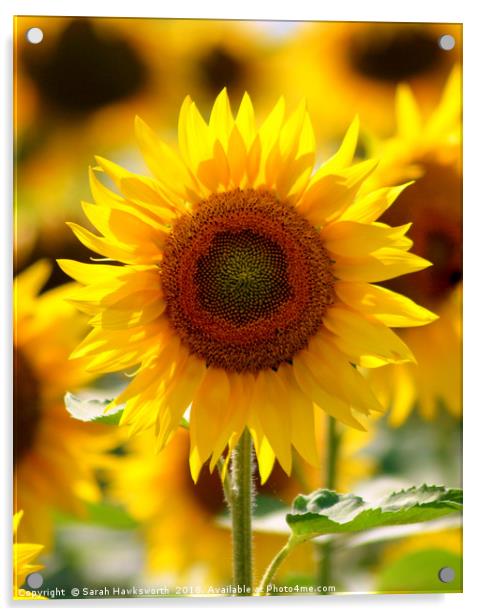 Sunflower Acrylic by Sarah Hawksworth
