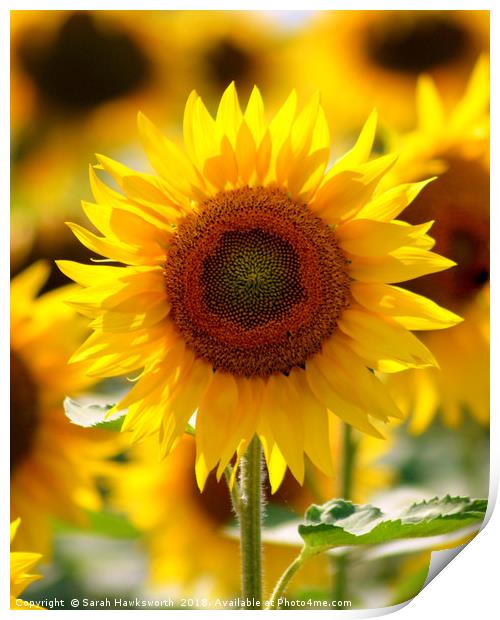 Sunflower Print by Sarah Hawksworth