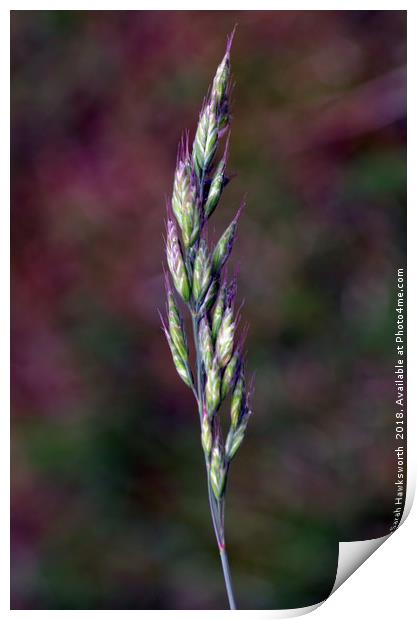 Grass Seeds Print by Sarah Hawksworth