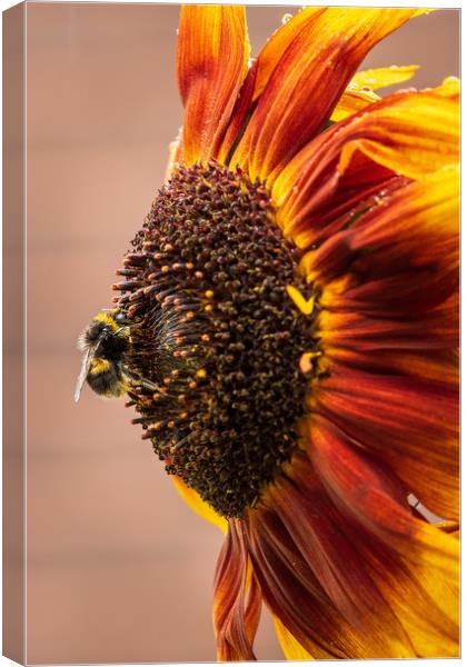 Bee on a sunflower  Canvas Print by chris smith