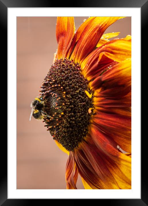 Bee on a sunflower  Framed Mounted Print by chris smith