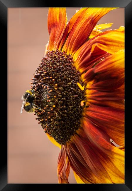 Bee on a sunflower  Framed Print by chris smith