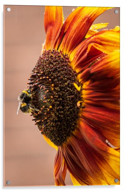 Bee on a sunflower  Acrylic by chris smith