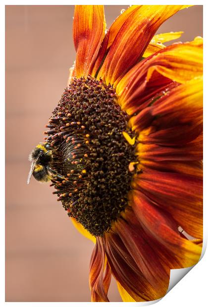 Bee on a sunflower  Print by chris smith