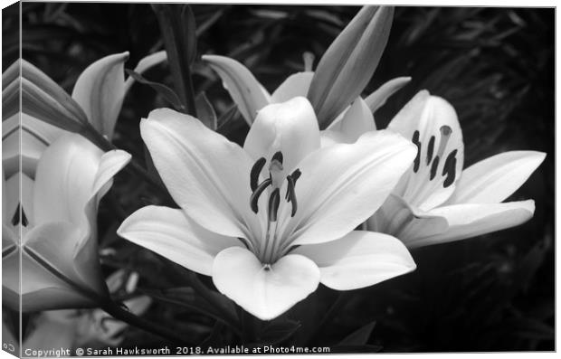 Black and White Lilly Canvas Print by Sarah Hawksworth