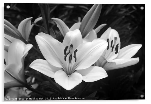 Black and White Lilly Acrylic by Sarah Hawksworth