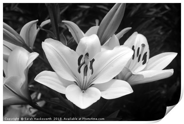 Black and White Lilly Print by Sarah Hawksworth