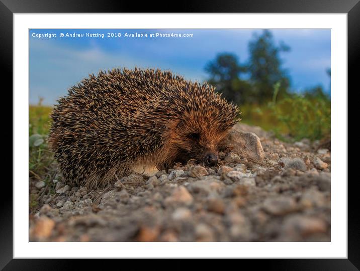 Mr Hedgehog, taken in Bridge, Kent Framed Mounted Print by Andrew Nutting