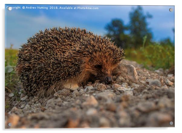Mr Hedgehog, taken in Bridge, Kent Acrylic by Andrew Nutting