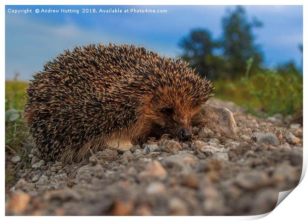 Mr Hedgehog, taken in Bridge, Kent Print by Andrew Nutting
