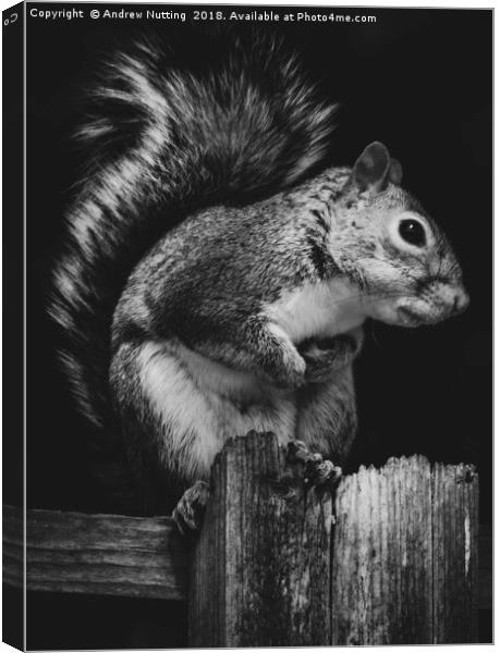 Squirrel. Canvas Print by Andrew Nutting
