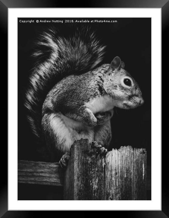 Squirrel. Framed Mounted Print by Andrew Nutting