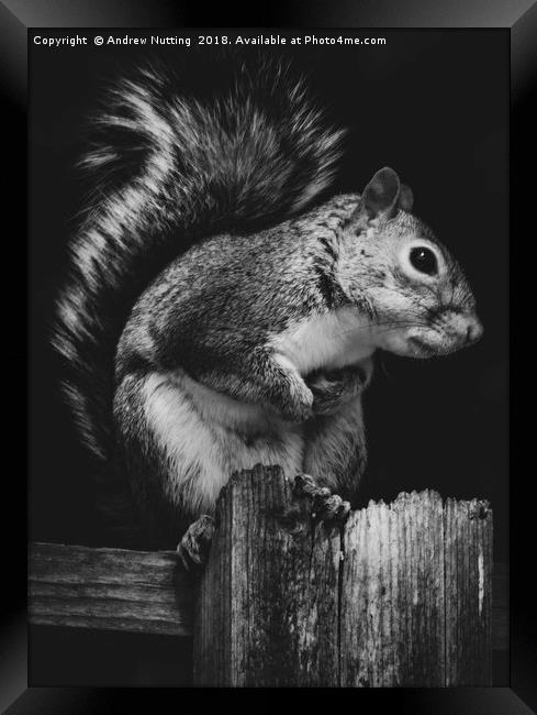 Squirrel. Framed Print by Andrew Nutting