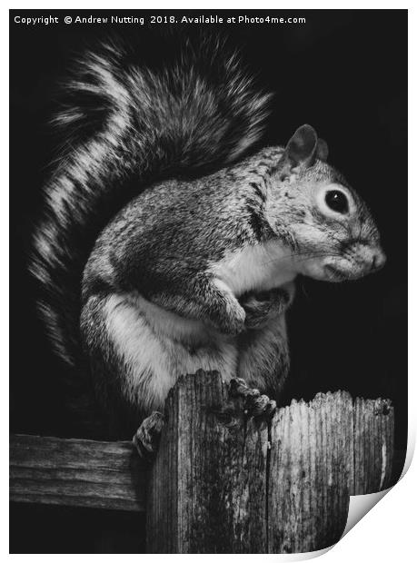 Squirrel. Print by Andrew Nutting