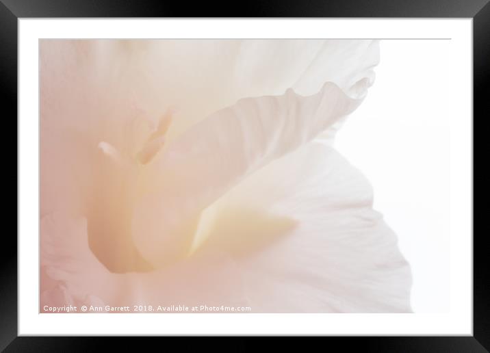 Soft Pink Gladiolus Framed Mounted Print by Ann Garrett
