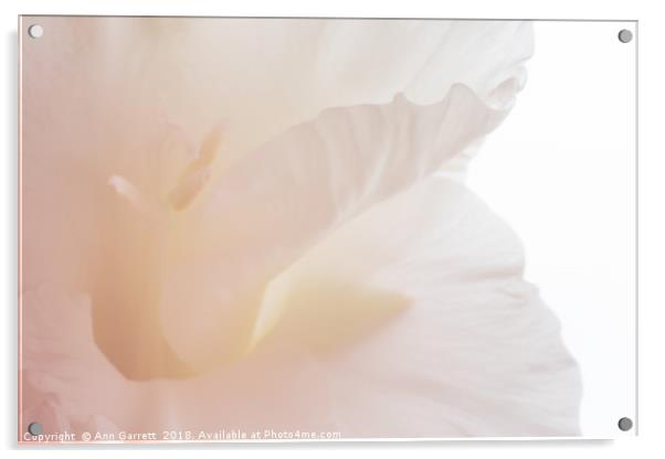 Soft Pink Gladiolus Acrylic by Ann Garrett