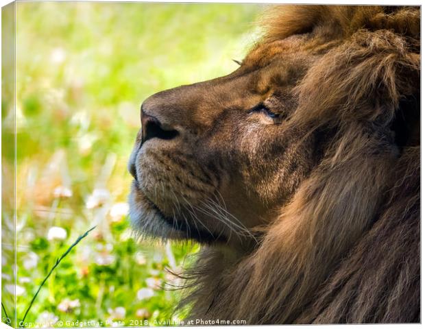 Clarence the Lion side profile Canvas Print by GadgetGaz Photo