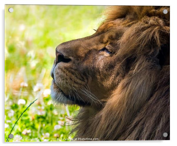 Clarence the Lion side profile Acrylic by GadgetGaz Photo
