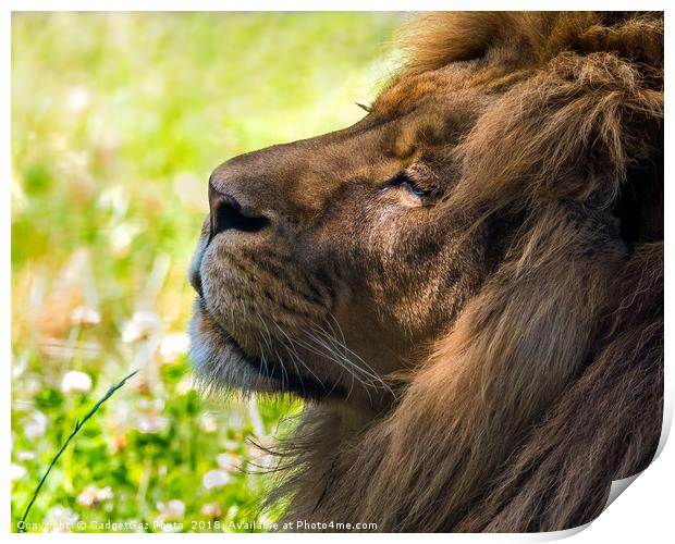 Clarence the Lion side profile Print by GadgetGaz Photo
