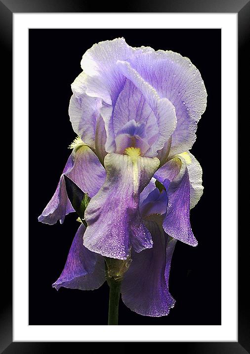 Grand Iris Framed Mounted Print by james balzano, jr.