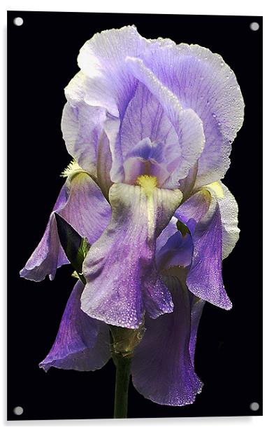 Grand Iris Acrylic by james balzano, jr.