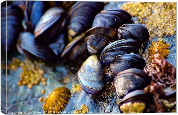 Mussels of St. Ives Canvas Print by Ian Stone